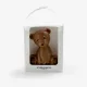 Teddy FrischSchoggi de Leite 70g