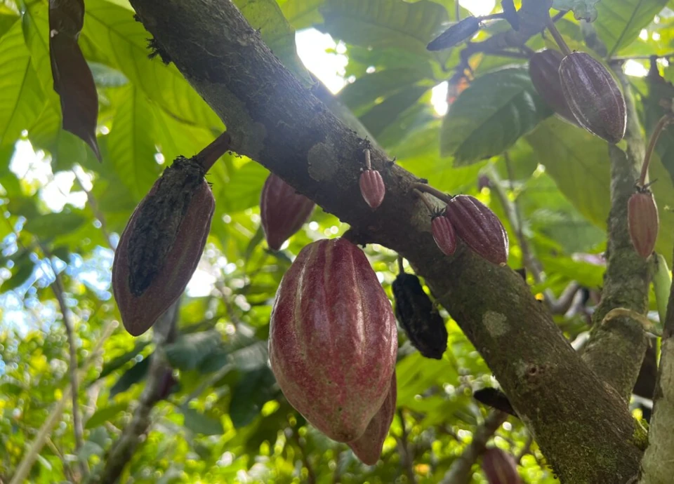O fruto do cacau