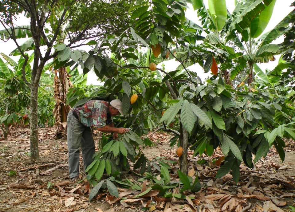 Cada fruto é precioso